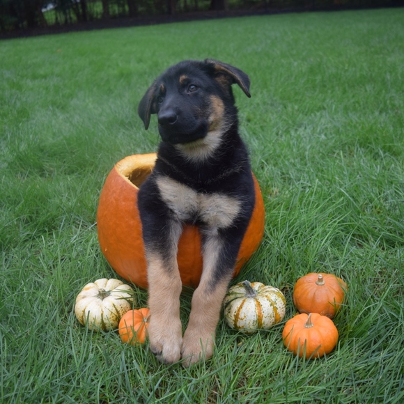 Meet your Posher, Billie Rae - Picture 7 of 8